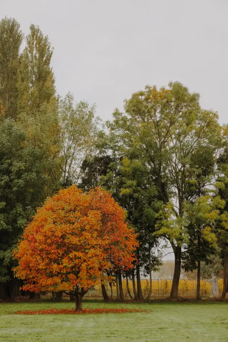 Een boom in herfstkleuren in de tuin van De Kluizerij